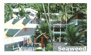 Hotel Seaweed