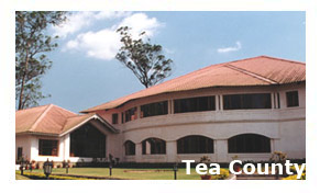 Tea County