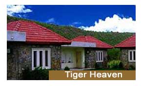 Tiger Heaven