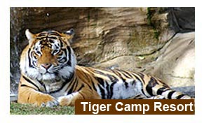 Tiger Camp Resort, Corbett