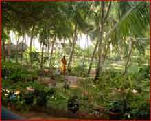 Somatheeram Ayurvedic Garden