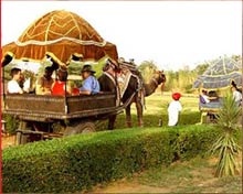 Camel Cart Pushkar