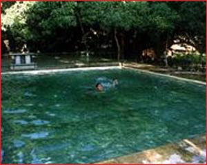 Maharanibagh Orchard - Pool