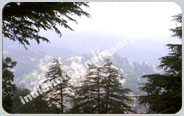 Timbertrail Base, Shimla