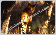 Tiger Camp, Nainital