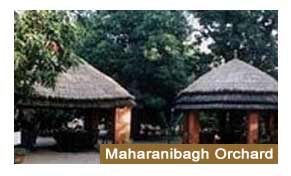 Maharani Bagh Orchard