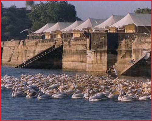 Chhatrasagar Tent - Tents